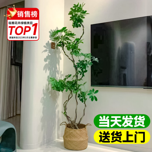 鸭脚木盆栽办公室内大型绿植客厅落地式网红植物鸭掌木盆景去甲醛