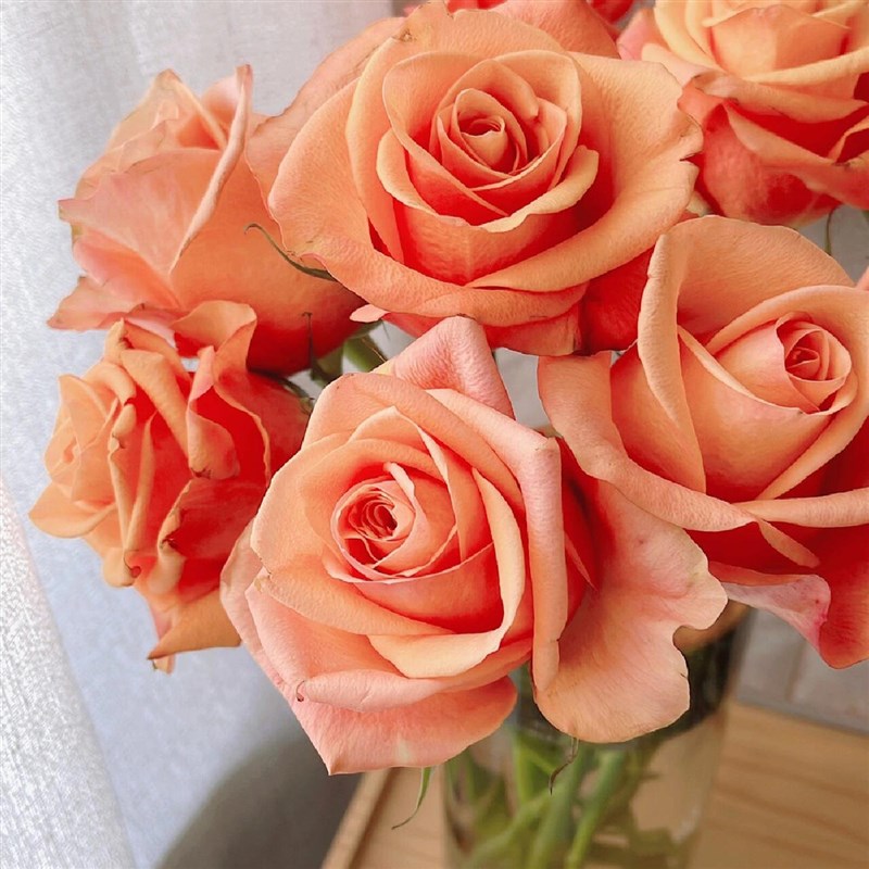 轨道月季花大苗盆栽深橘色大花肯尼亚切花品种玫瑰直立性好不垂头