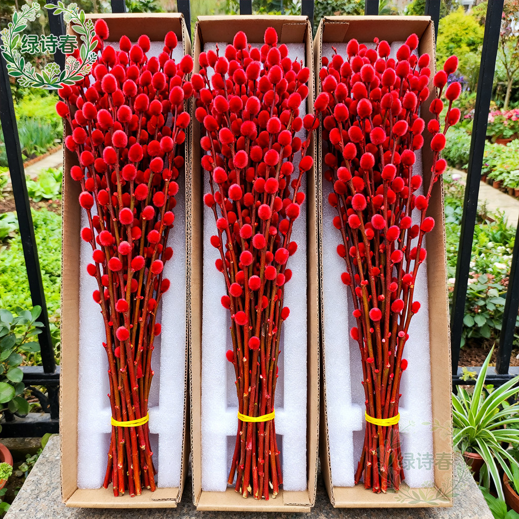银柳真花鲜枝客厅摆件耐寒年宵花红色干花枝室内招财水培装饰花束,鲜花速递/花卉仿真/绿植园艺,红掌/凤梨/温室花卉,淘宝优惠券,粉丝福利购,淘宝优惠卷