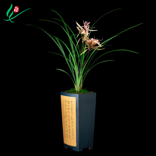 兰花春剑春e暖花开浓香花卉盆景栽土绿植兰带草植物花苞名贵苗四