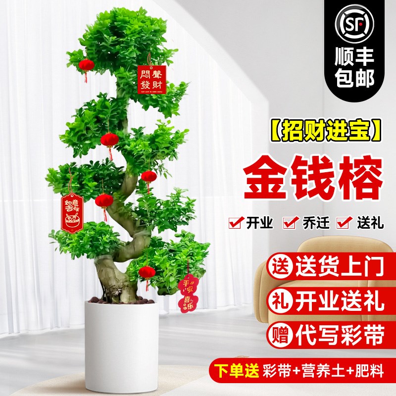 金钱榕室内盆栽植物旺宅大型绿植真花客厅摇钱树T招财好养四季常