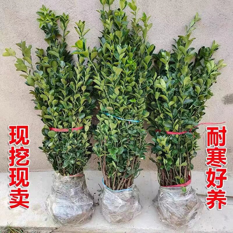 四季常青冬青树苗篱笆墙苗大叶y黄杨直立北海道庭院绿篱用耐寒植