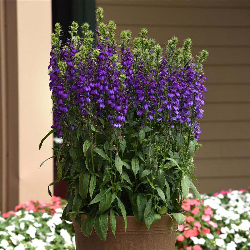 园也 宿根六倍利 耐旱w耐热夏秋季开花植物 盆栽花园地栽