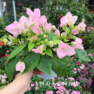 三角梅大苗庭院阳台多年生木本观花植物可爬藤可U垂吊花期久包邮