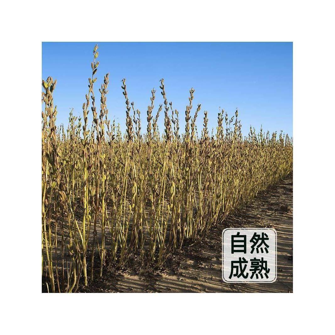 生黑芝麻生的1斤农家自产散装五谷杂粮无沙无染色芝麻粒
