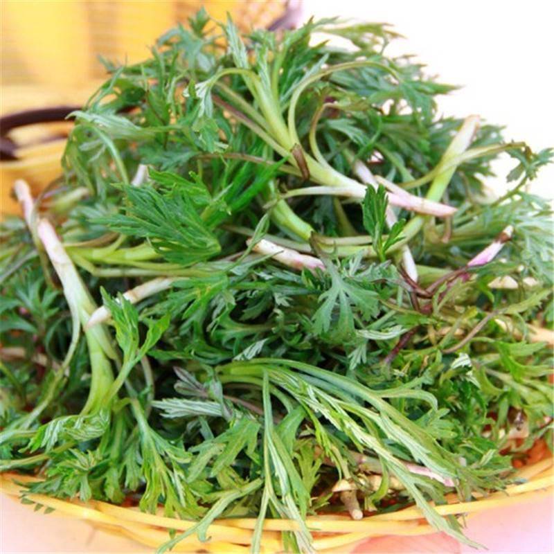 柳蒿芽咸菜东北特色柳蒿芽咸菜泡菜 拌菜咸菜营养美味下饭菜 包邮
