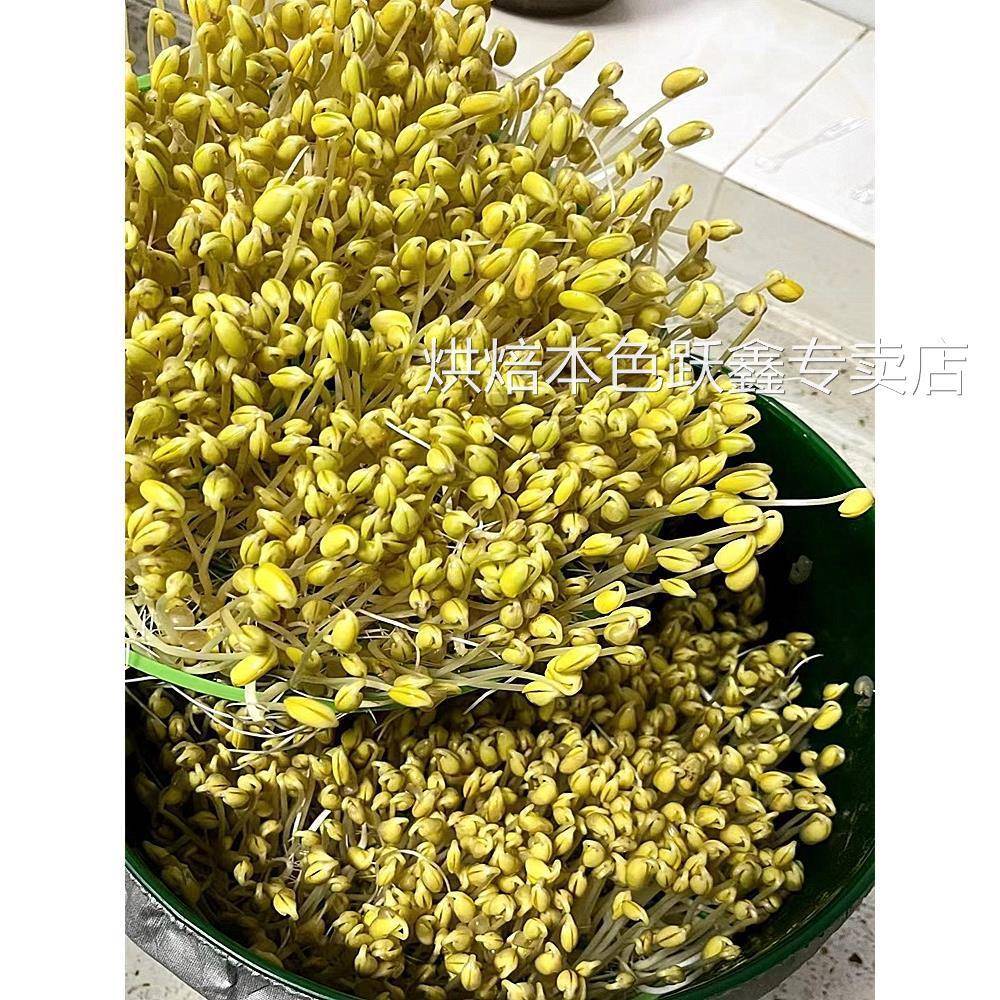 小粒黄豆690发豆芽专用纳豆生豆芽豆农家非转基因珍珠粒小金黄豆
