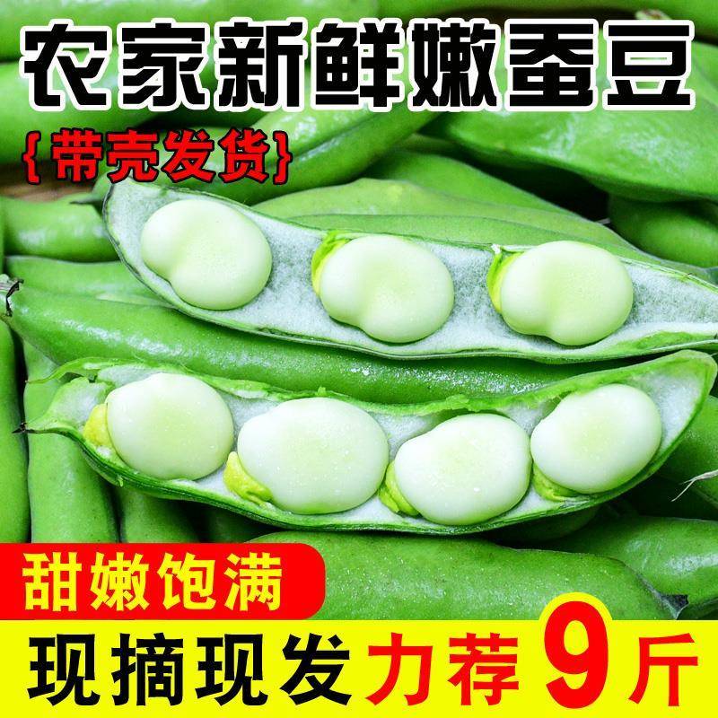 新鲜农家速冻蚕豆带壳嫩蚕豆米罗汉豆兰花胡豆大青豆四川当季蔬菜