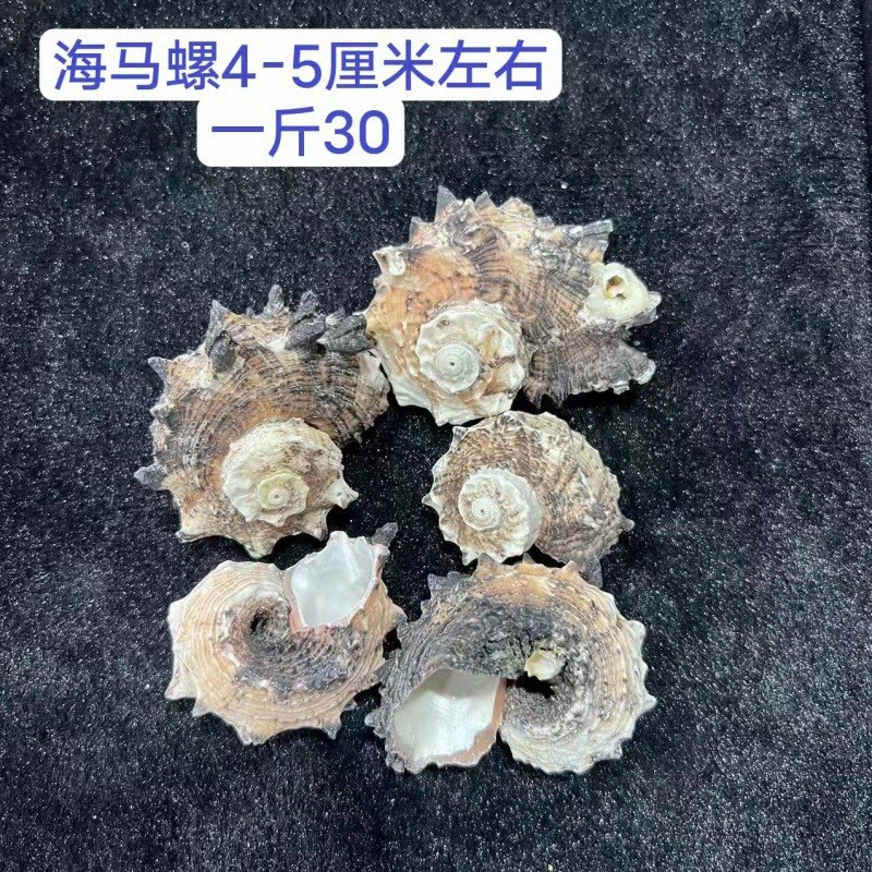按斤配件造景海螺漂流瓶鱼缸各种装饰材料地中海贝壳微景观
