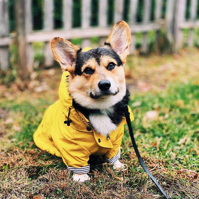 柴犬雨衣潮牌冲锋衣服宠物狗狗雨衣巴哥柯基中大型犬防水风衣雨披