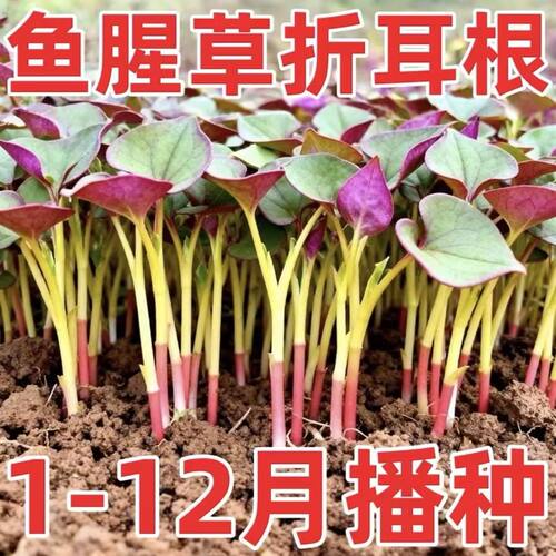 鱼腥草折耳根种子1-12月播种家庭园艺阳台盆栽易种蔬菜种子
