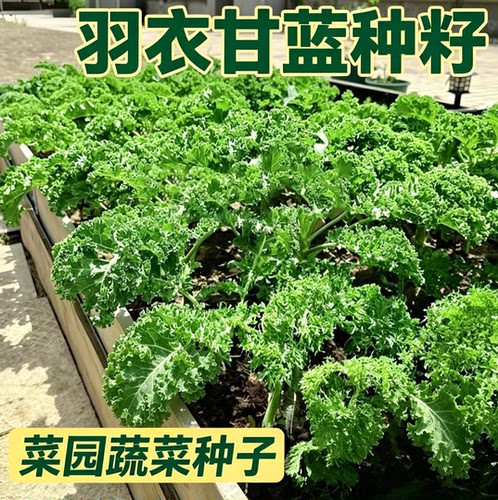 羽衣甘蓝种子四季阳台耐寒食用橄榄菜大田易种盆栽蔬菜种子