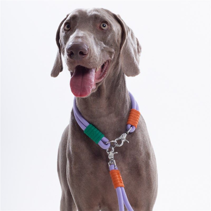 maogoublue猫狗蓝狗狗项圈中大小型犬不勒脖狗脖套狗颈圈,宠物/宠物食品及用品,项圈/肩带,淘宝优惠券,粉丝福利购,淘宝优惠卷