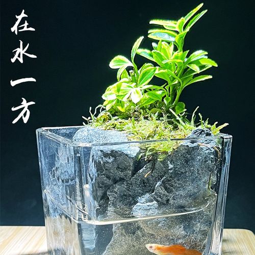 (在水一方)苔藓植物微景观水陆缸办公室小鱼缸客厅斗鱼金边黄杨