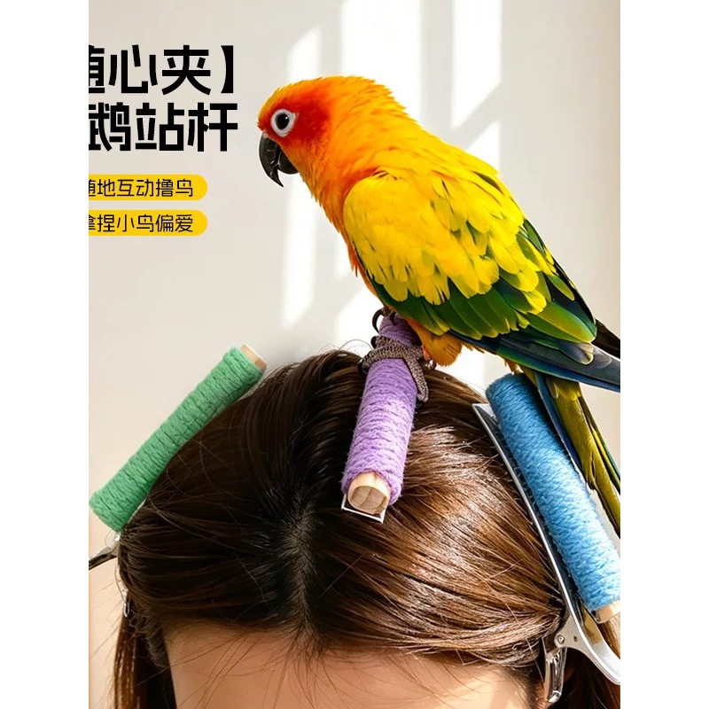 鹦鹉随心夹肩站杆玄凤牡丹训练