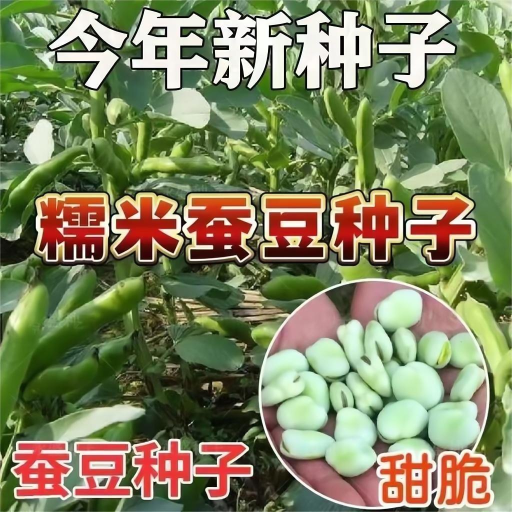 糯米蚕豆特大高产种子罗汉