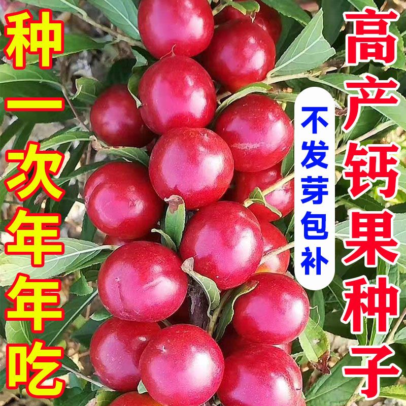 新采钙果种子 高钙果树种子 北方耐寒四季易种活种籽子 欧李种子