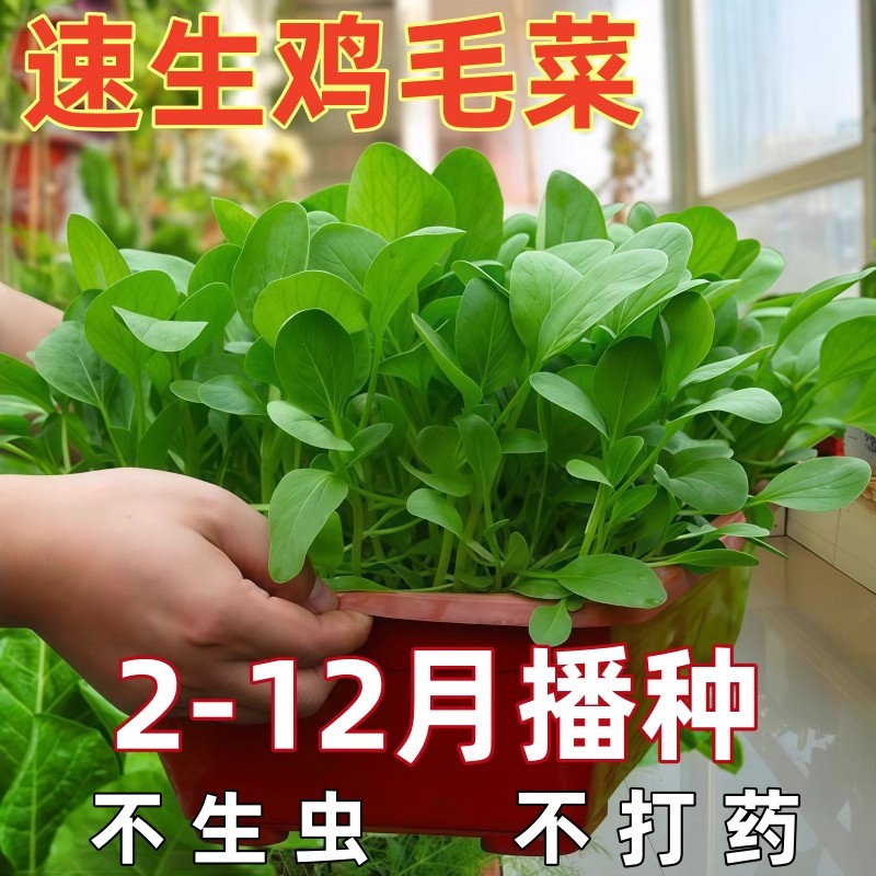 速生耐热鸡毛菜籽种四季上