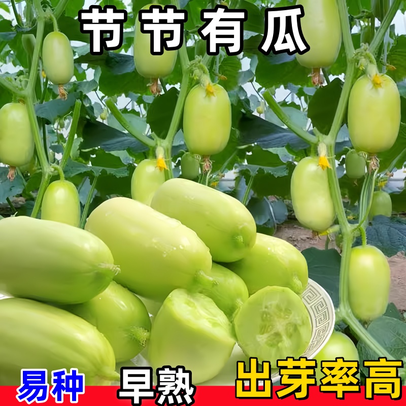 迷你小黄瓜种子金童玉女水