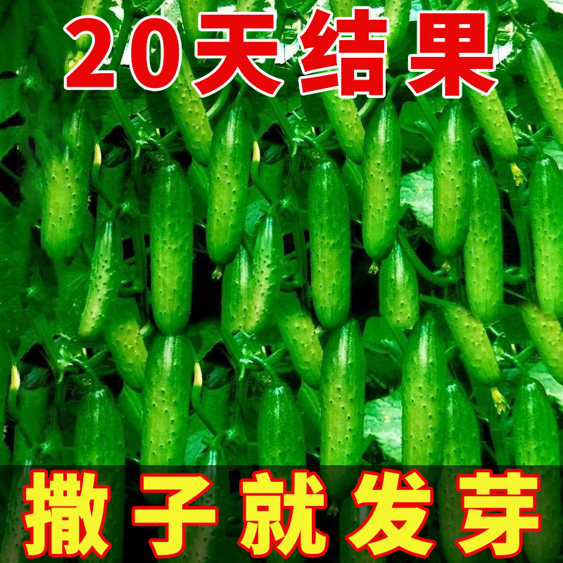 满地爬水果黄瓜种子不搭架