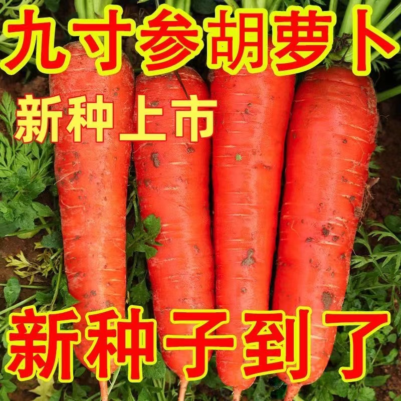 高产红胡萝卜种子生吃甜脆水果萝卜籽四季可种农家小菜园蔬菜种孑
