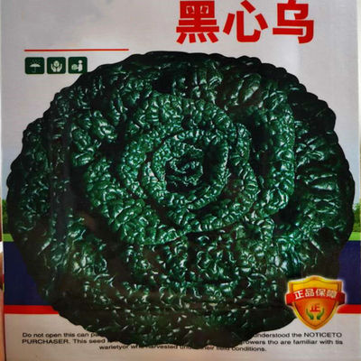 蔬菜种子黄心乌塌四季播菊