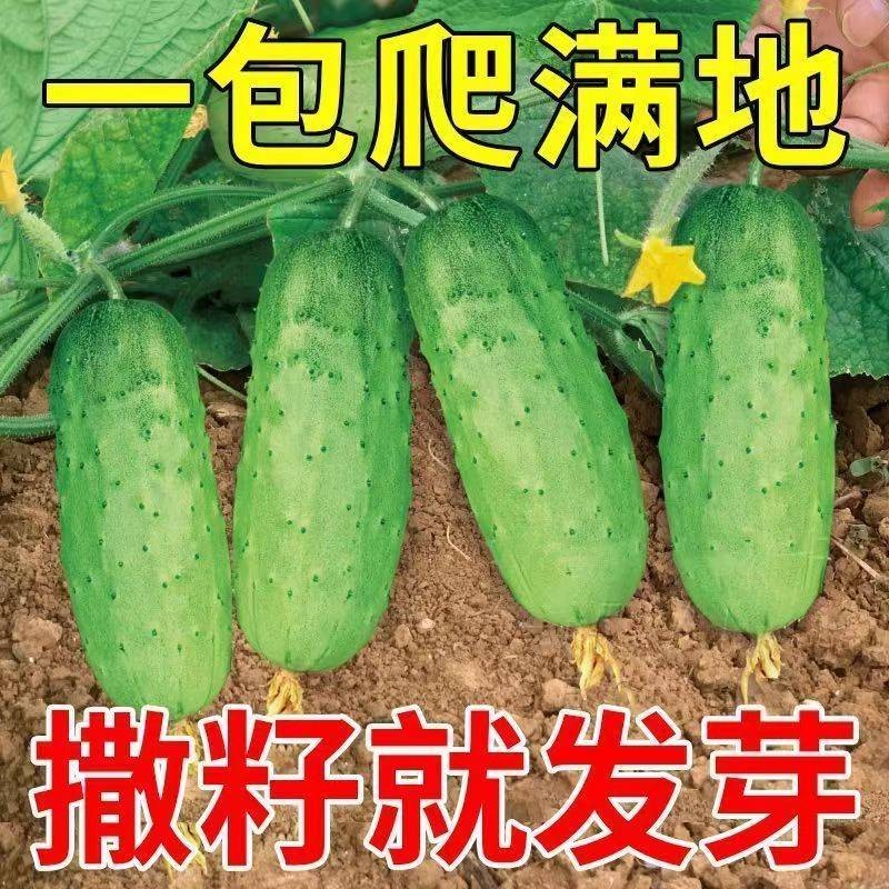满地爬水果黄瓜种子不搭架