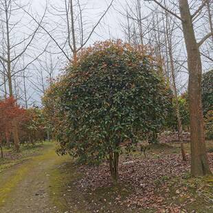丛生桂花树园林绿化庭院植物
