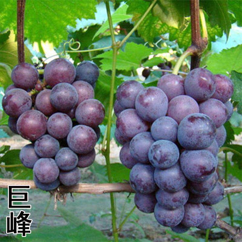 云南发货巨峰葡萄树活苗特大果苗南北方庭院种植地栽盆栽果树苗