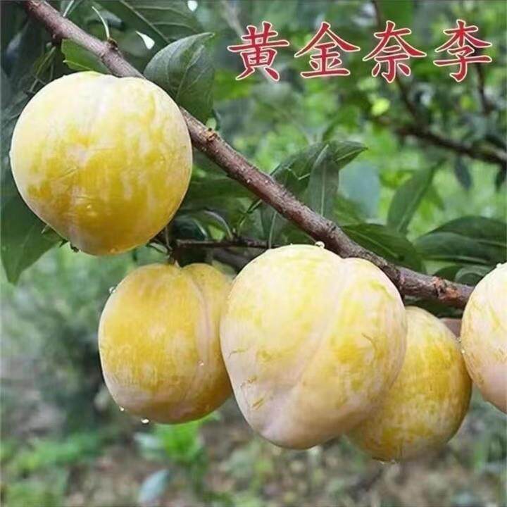 云南黄金奈李子树苗嫁接脆甜特大李树南北方盆栽庭院地栽种植