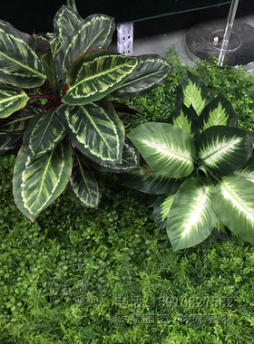 仿真万年青植物假花装饰绿色绿植落地50小盆景盆栽假树植物装饰