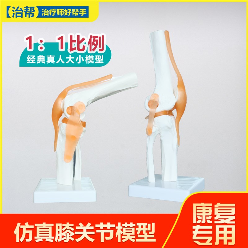 动态膝关节骨骼模型关节可动人体骨骼韧带教学P康复医学膝盖可拆