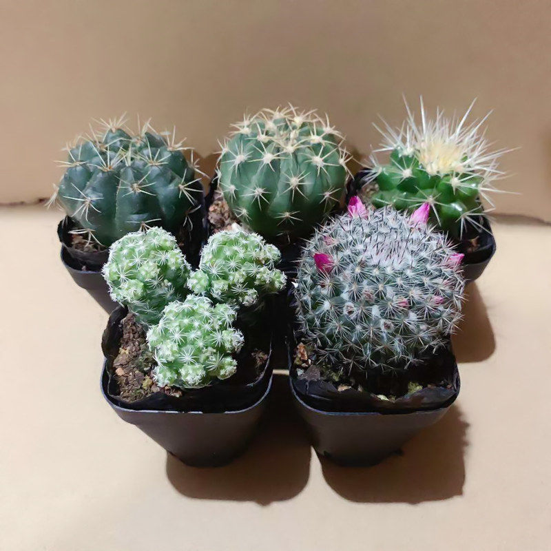 开大花短毛丸绯花玉仙人球会玉翁仙人掌植物盆栽室内花卉多肉盆景