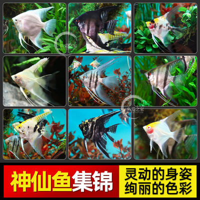 神仙鱼活鱼大型燕鱼秘鲁三色