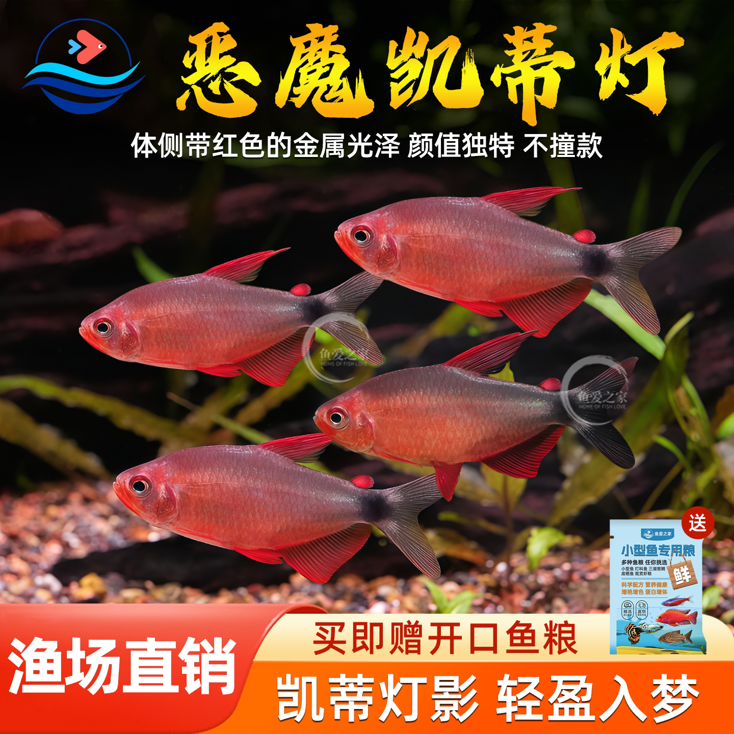 南美恶魔凯蒂灯鱼小型热带活体