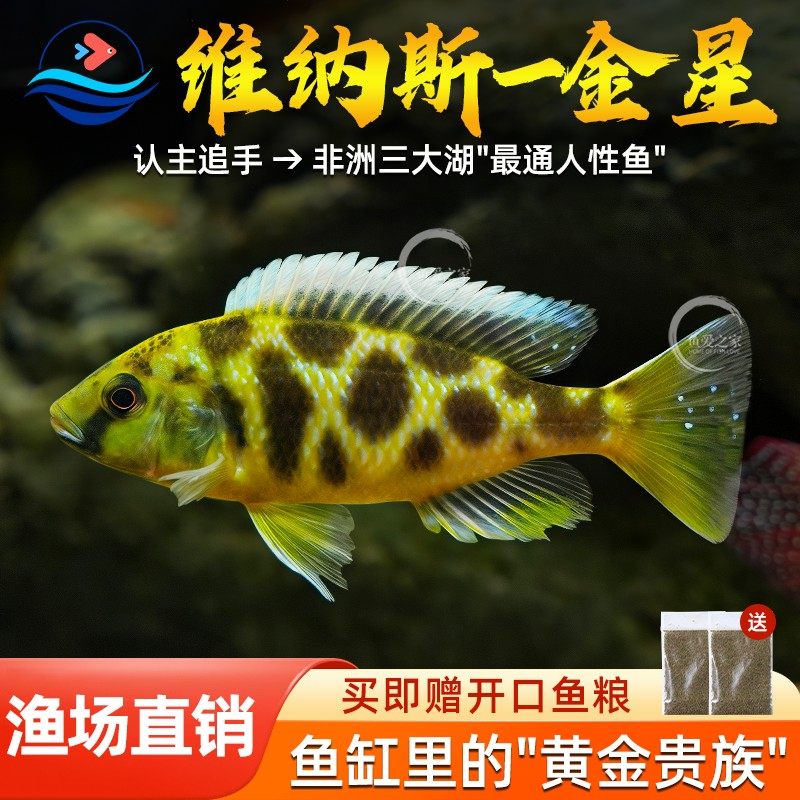三湖慈鲷鱼维纳斯金星鱼