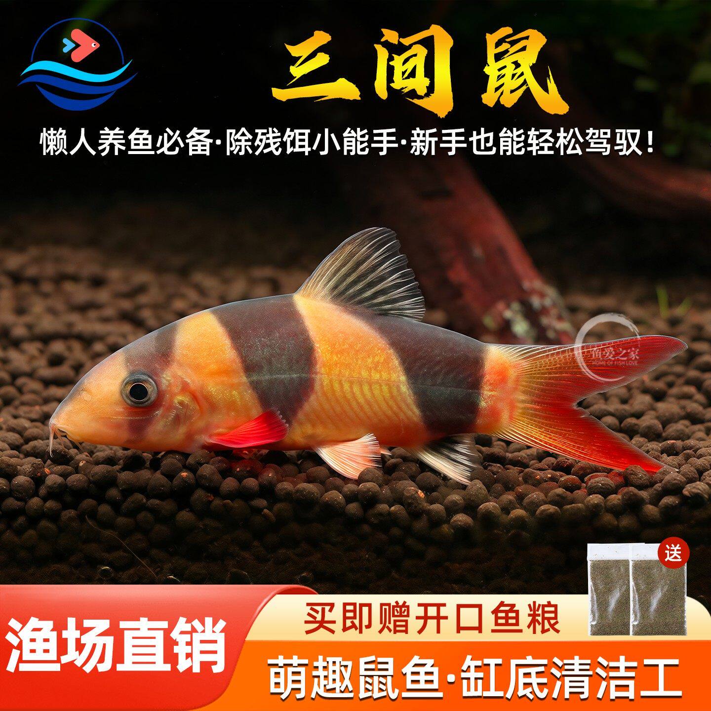 三间鼠种鱼热带观赏鱼清洁工具鱼底层垃圾老鼠吃粪便活体鱼鼠鱼