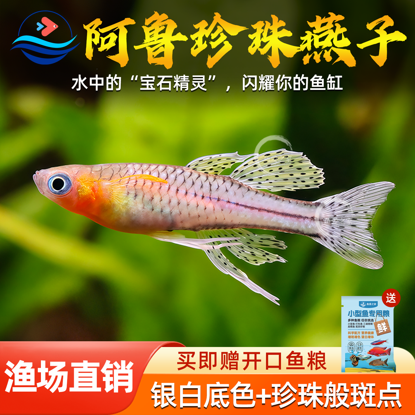 阿鲁珍珠燕子鱼橘色热带观赏鱼