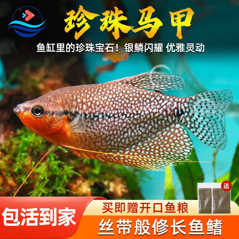 珍珠马甲热带观赏鱼耐活