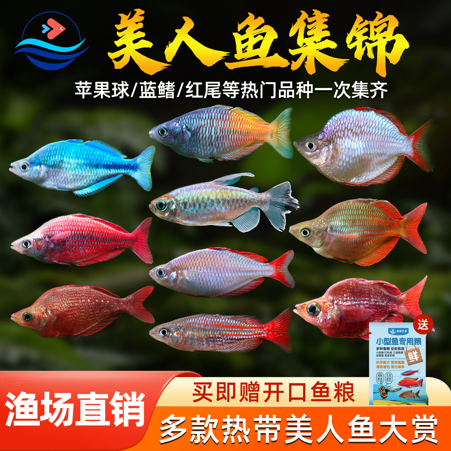 红苹果美人红尾美人热带淡水鱼刚果美人鱼草缸群游热带观赏鱼活体
