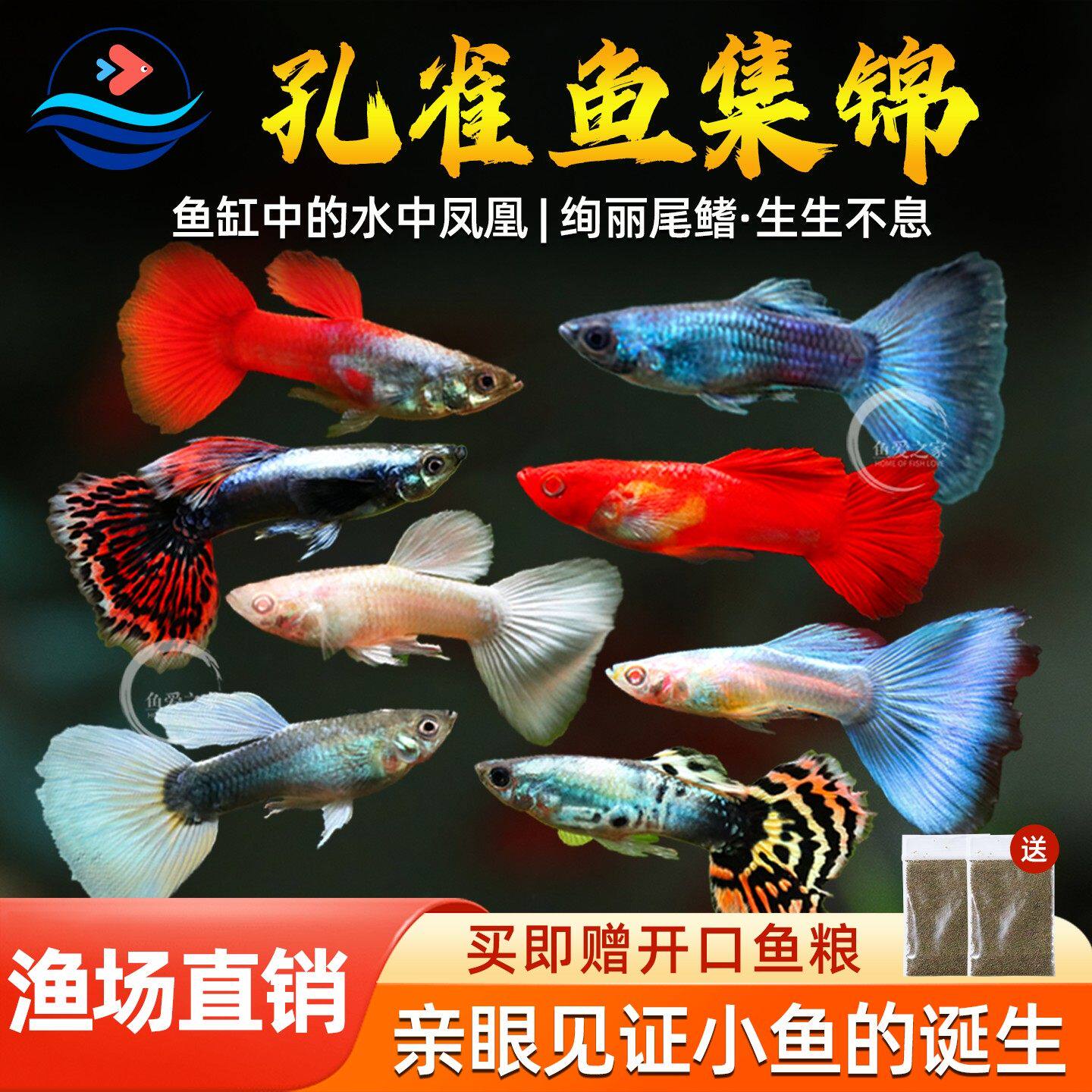 孔雀鱼热带观赏鱼活体小型淡水鱼宝莲灯斑马清道夫红绿灯鱼灯科鱼