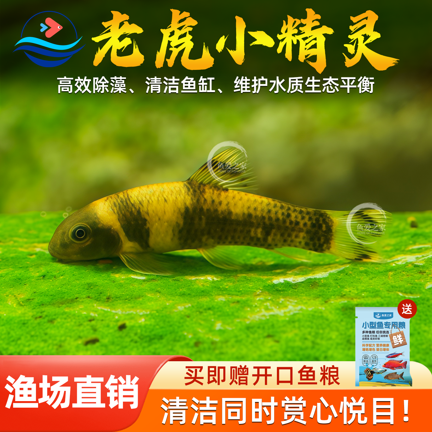 虎纹精灵鱼虎纹鱼淡水鱼图片