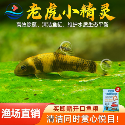 虎纹精灵鱼虎纹鱼淡水鱼