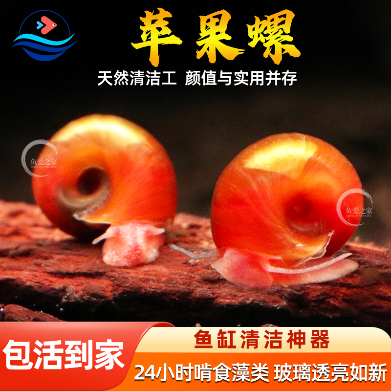 观赏螺除藻蜗牛工具螺