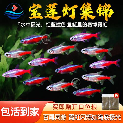 红绿灯鱼宝莲灯鱼小型热带观赏鱼