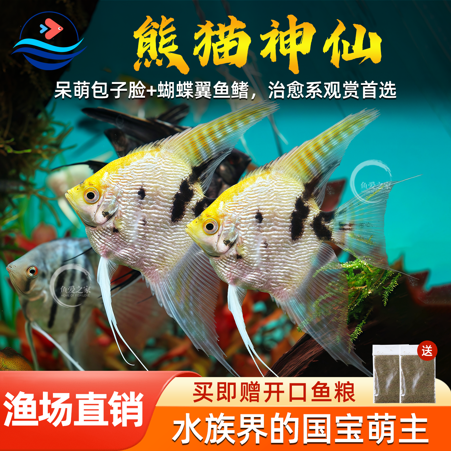 热带秘鲁淡水好养耐活