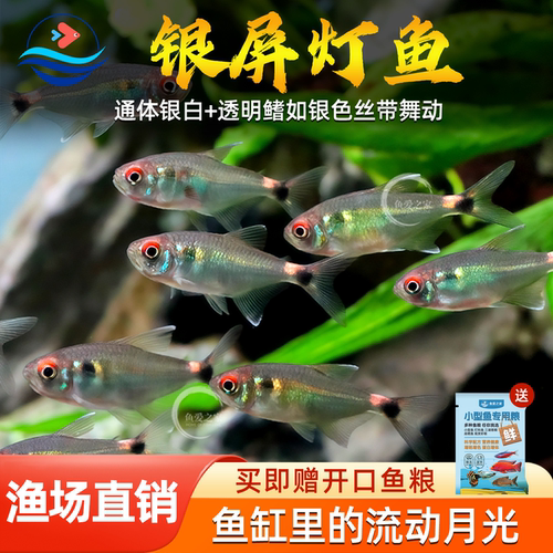 银屏鱼热带观赏鱼活体小型鱼