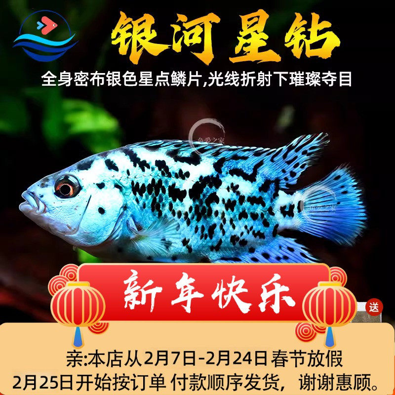 银河星钻鱼三湖慈鲷坦鲷淡水蝴蝶观赏鱼慈鲷鱼新手好养短鲷活体