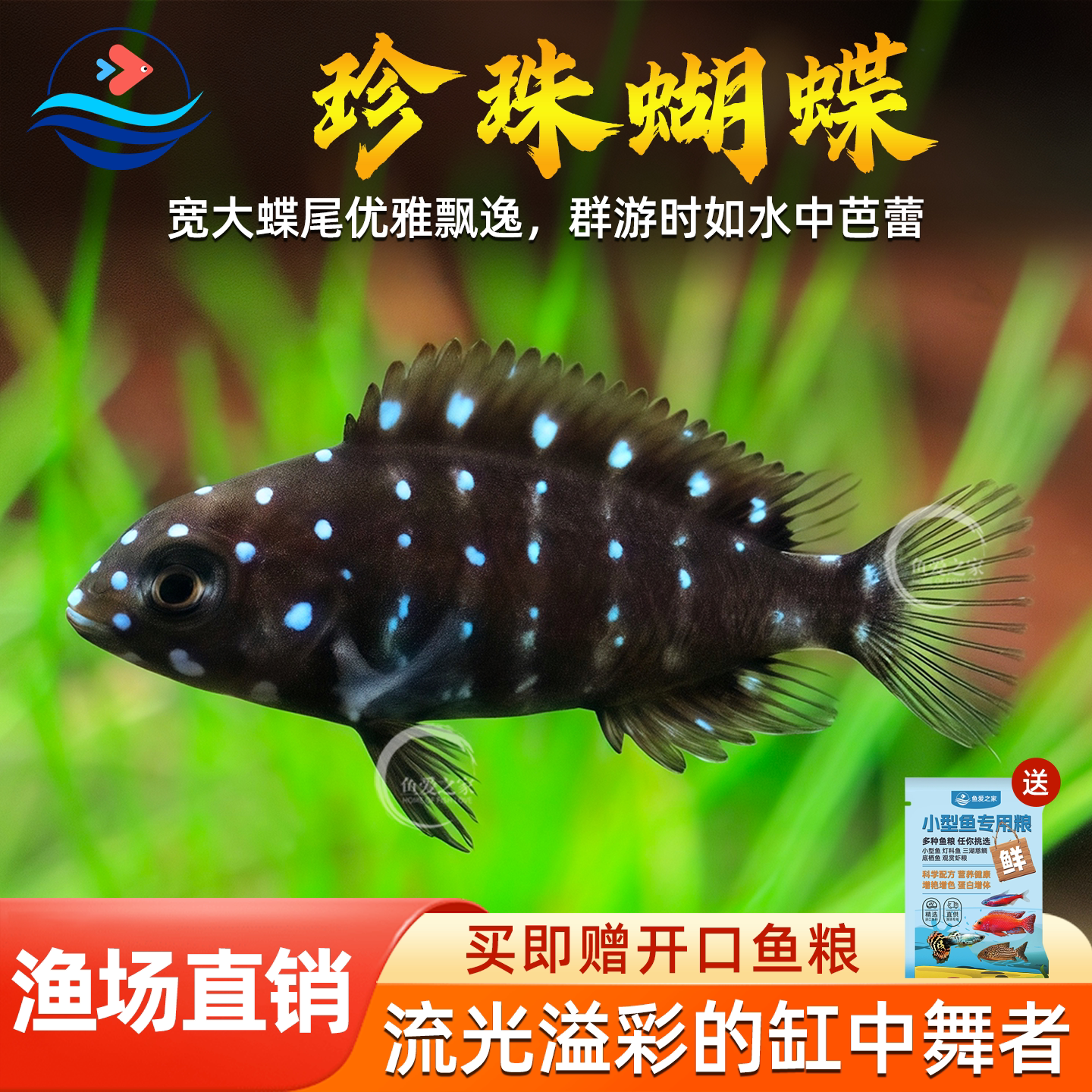 珍珠蝴蝶鱼三湖慈鲷坦鲷蓝面黑白蝴蝶慈鲷鱼类坦湖观赏热带鱼活体 - 实物图