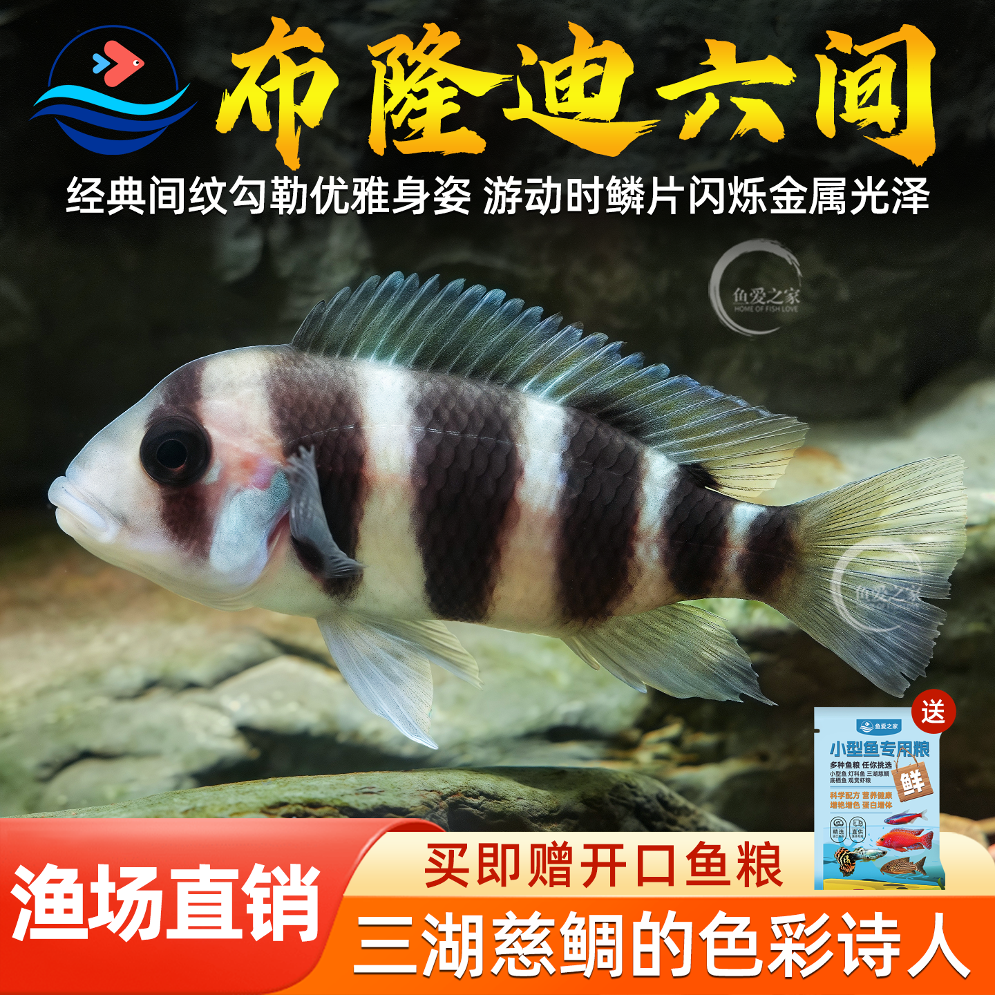三湖慈鲷鱼布隆迪六间鱼鹅头皇冠坦鲷鱼缸活体热带观赏宠物小型鱼